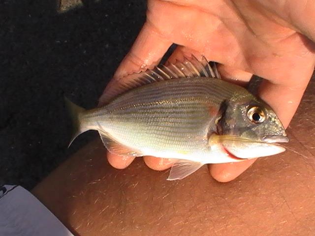 pestisoriii de aur - pic6003.JPG